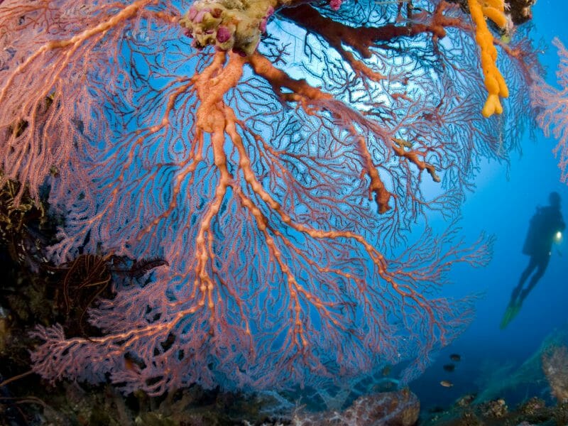 Diving, Walindi, Papua New Guinea