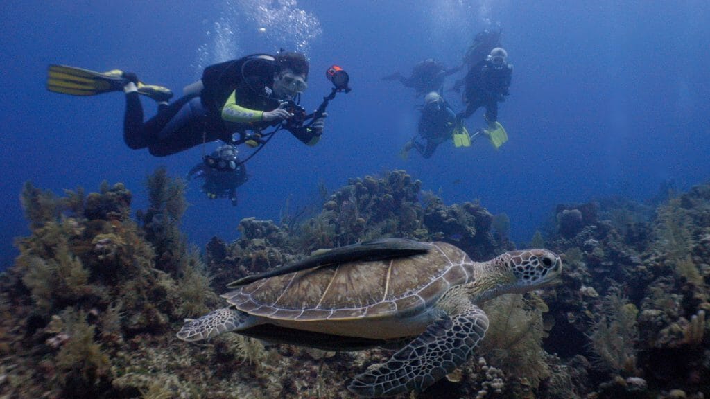 Diving With Turtles, Belize