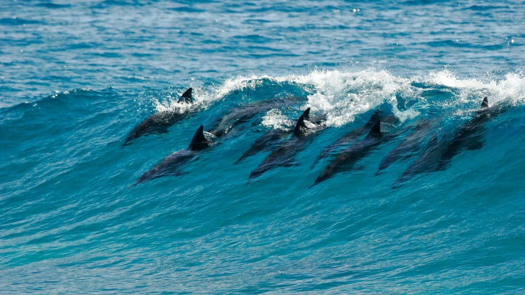 Dolphins Surfing, Mozambique