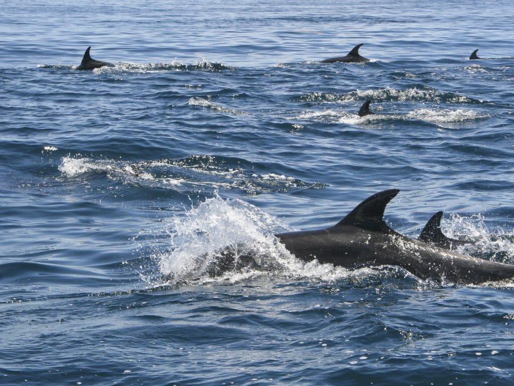 Dolphins Swimming, Sea of Cortez, Baja, Mexico
