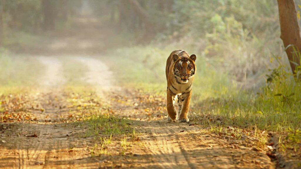 Tiger walking along road, Dudhwa National Park, India