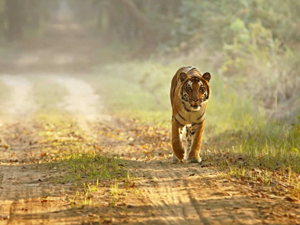 Tiger walking along road, Dudhwa National Park, India