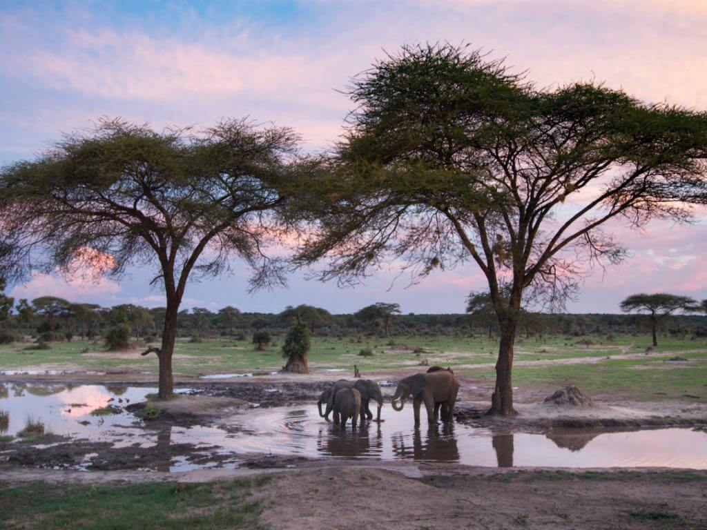 Elephants by waterhole, Hwange, Zimbabwe