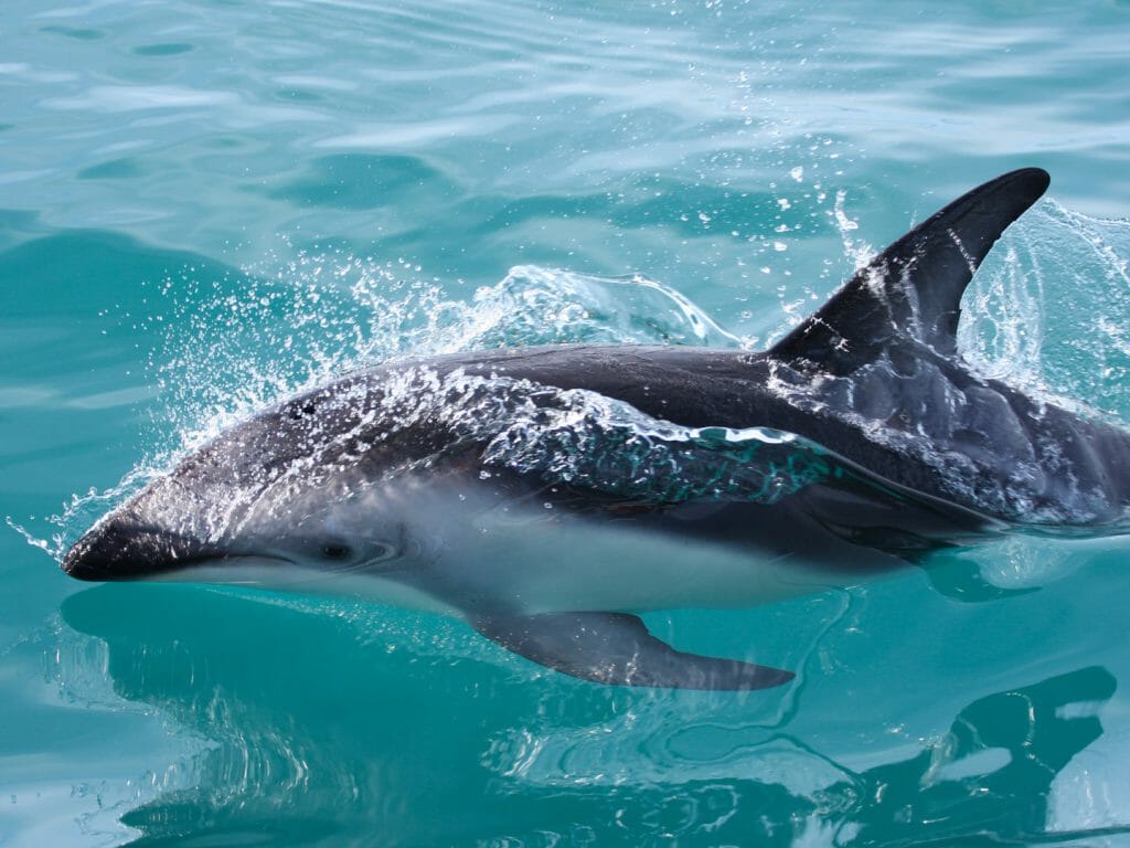 Dusky Dolphin, Christchurch, New Zealand