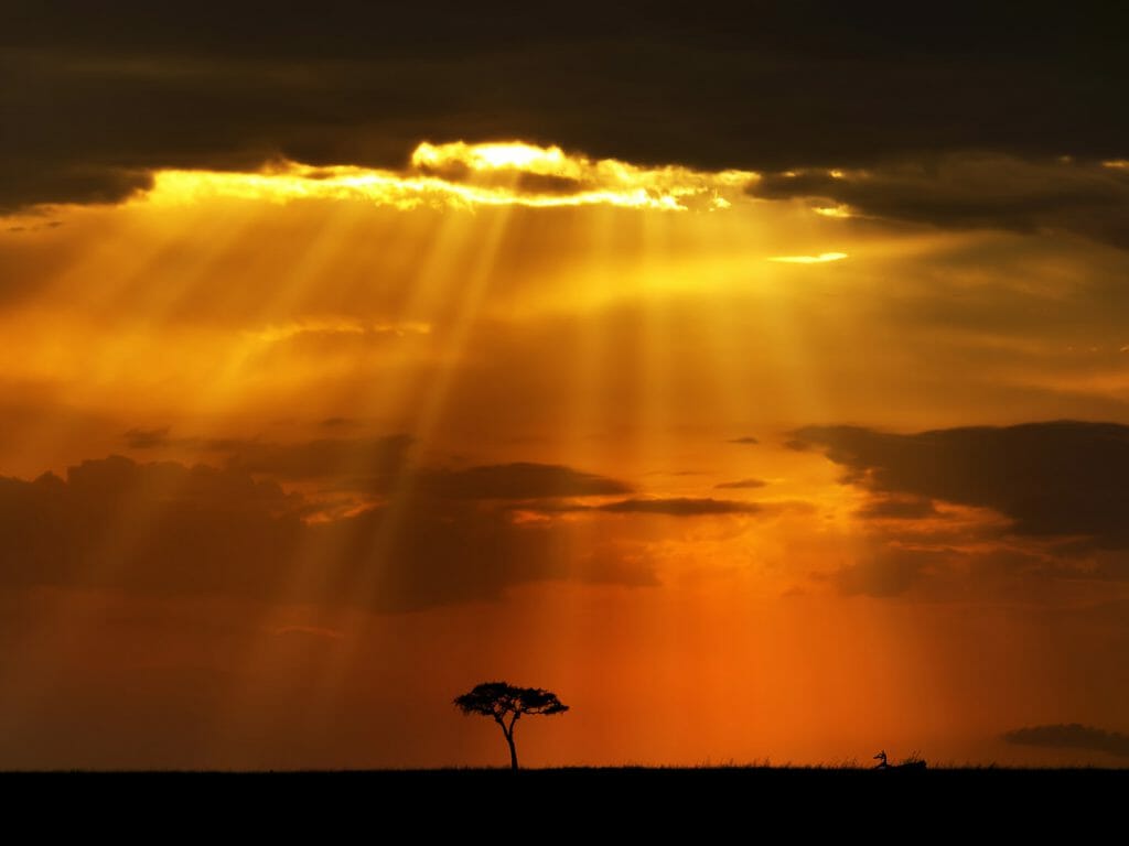Dusky rays burning through cloud over acacia tree, Masai Mara, Kenya
