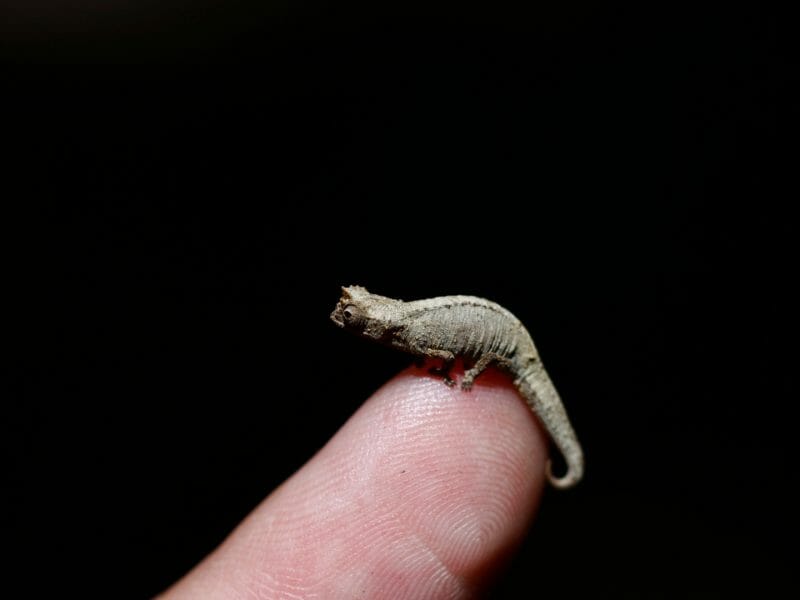 Dwarf chameleon, Amber Mountain, Madagascar