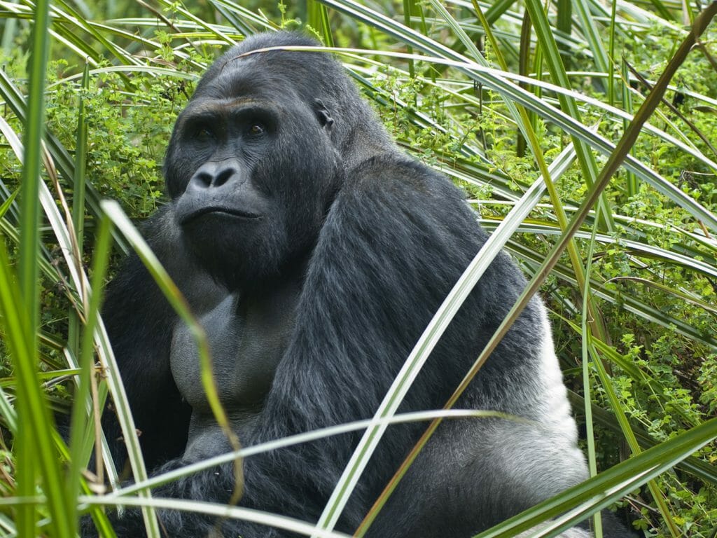 Eastern lowland (Grauer's) gorilla, Kahuzi Biega National Park, Democratic Republic of Congo
