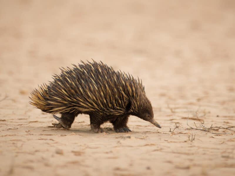 Echidna, Australia