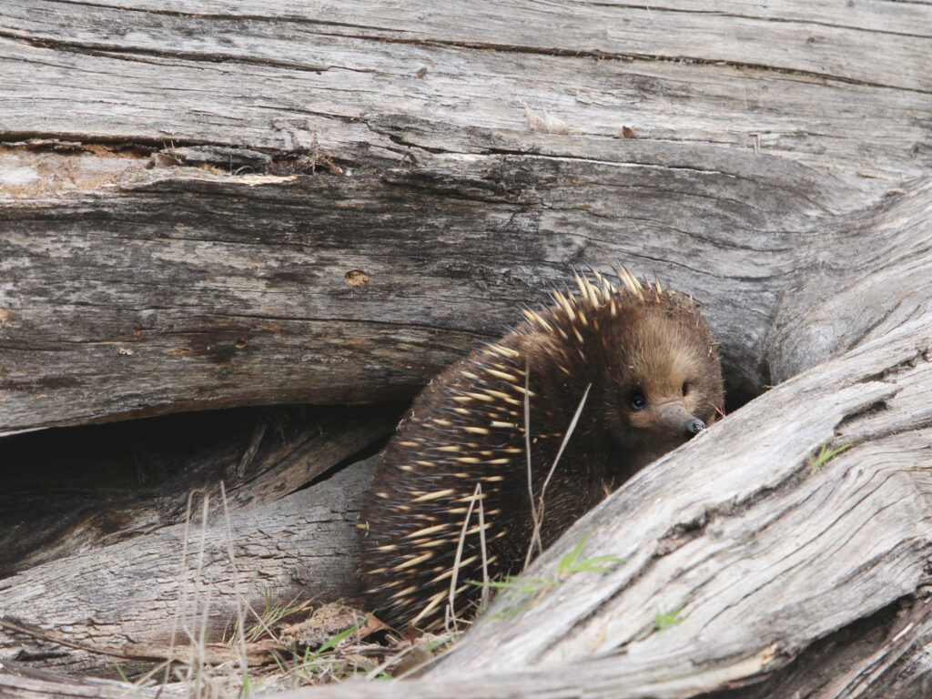 Echidna on a log, Tasmania, Australia