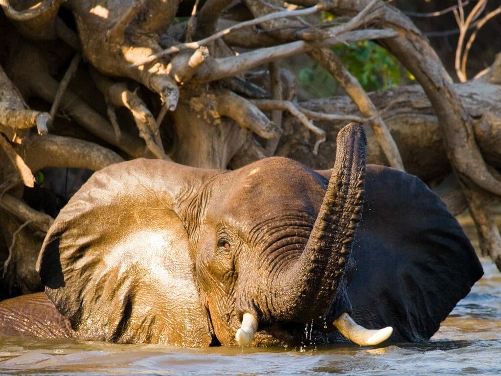 Elephant bathing in the river Zambezi, Lower Zambezi, Zambia
