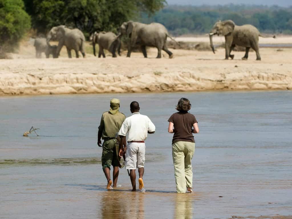 Elephant encounter, South Luangwa, Zambia