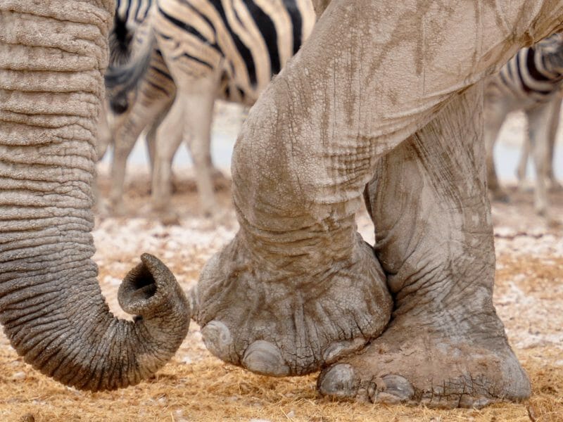 Elephant Feet, Etosha National Park, Etosha, Namibia