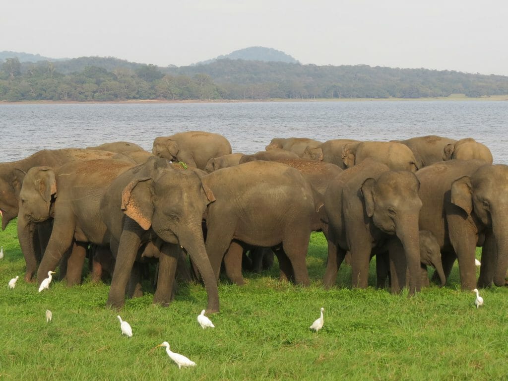 Elephant Herd, Minneriya National Park, Sri Lanka
