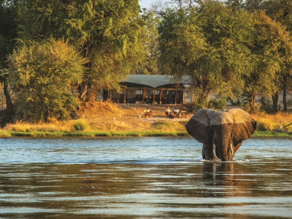 Elephant in front of Sapi Explorers Camp, Mana Pools