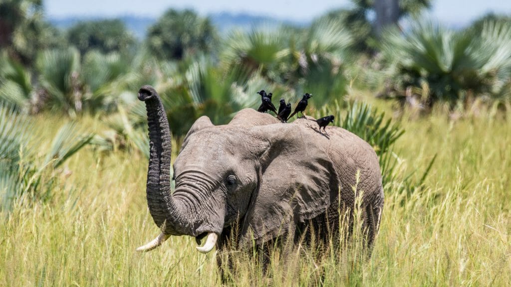 Elephant in grass, Murchison Falls National Park, Uganda