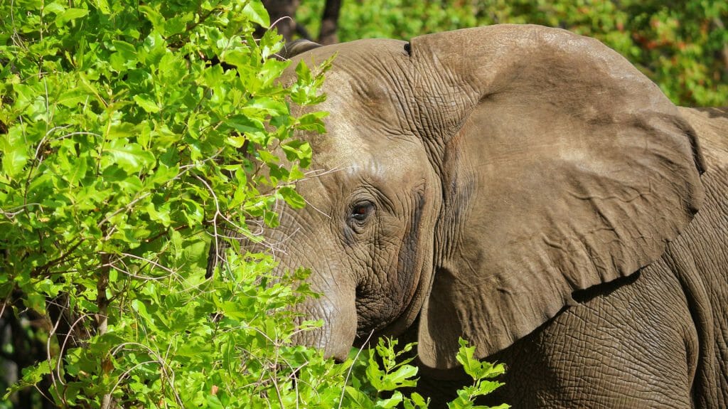 Elephant, Majete Wildlife Reserve, Malawi