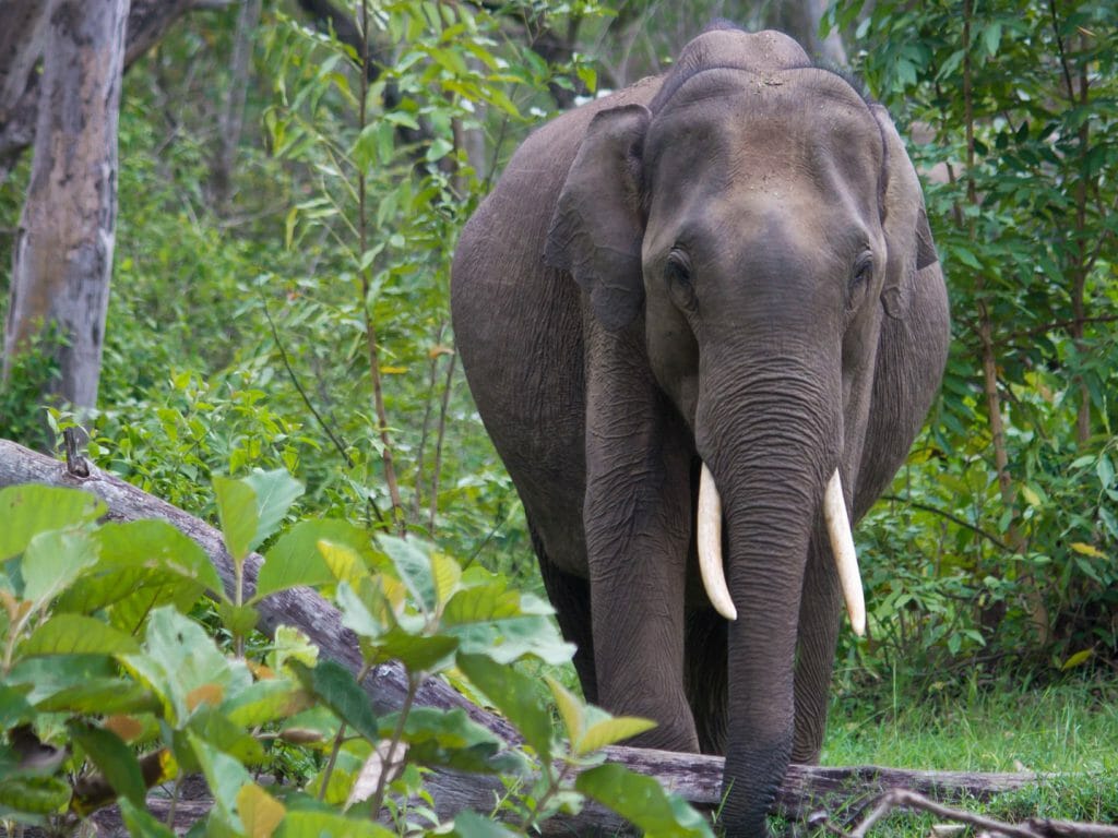 Elephant, Nagarhole National Park, India