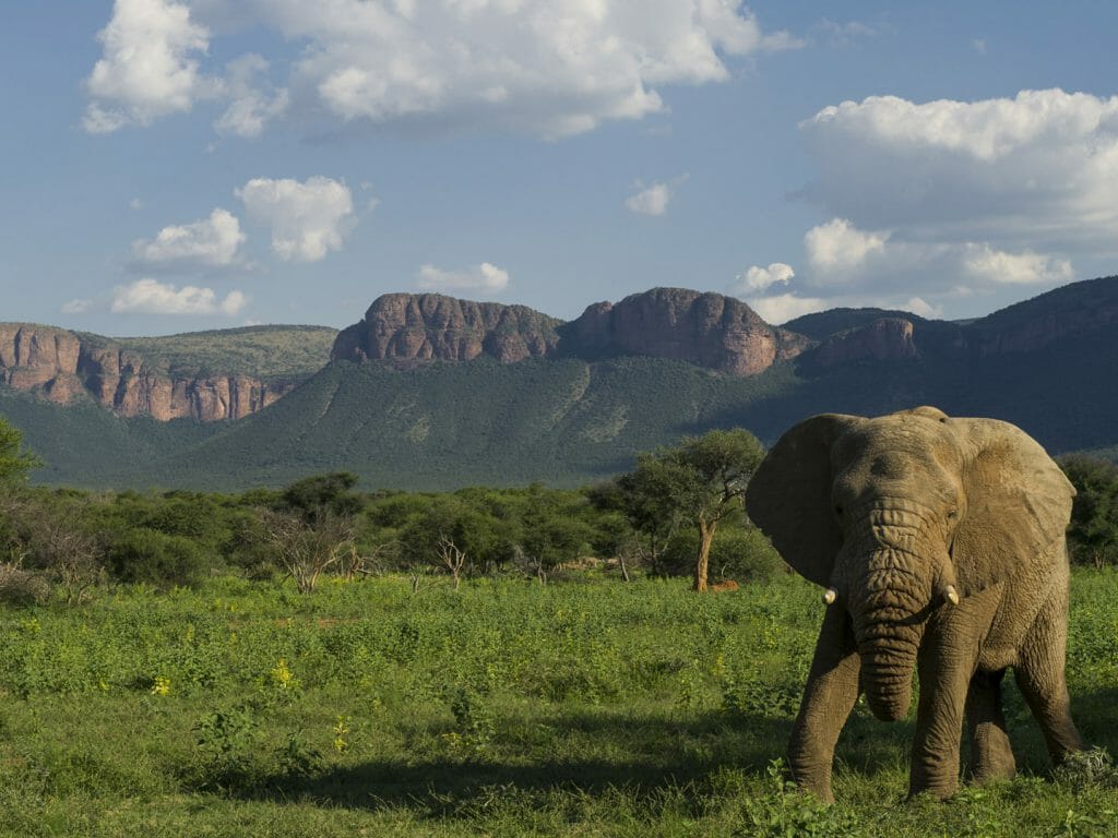 Elephant on grasslands, Marataba Game Lodge, The Waterberg