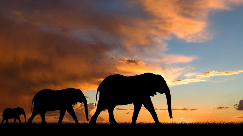 Elephant Silhouette With Red Sunset, South Africa
