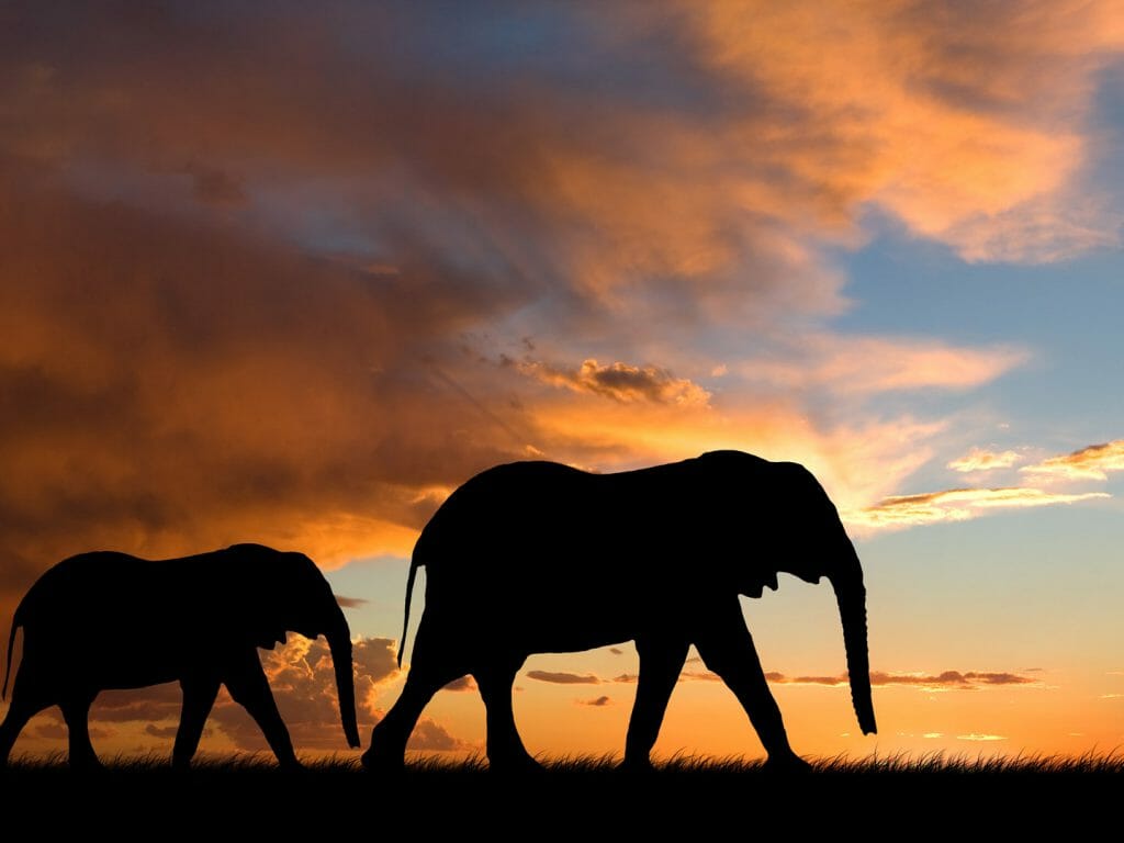 Elephant Silhouette With Red Sunset, South Africa