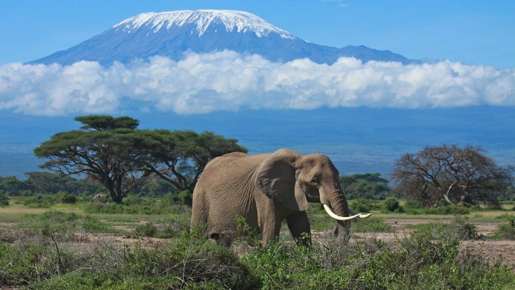 Elephant with Mount Kilimanjaro, Amboseli, Kenya