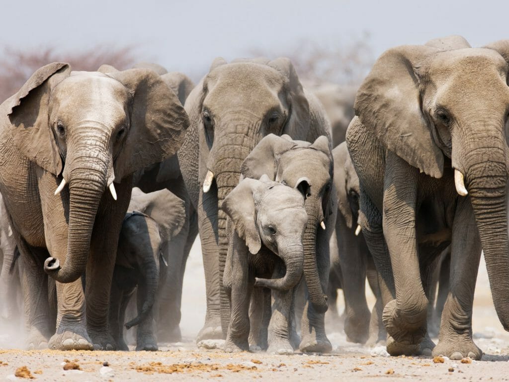 Elephants approaching over the dusty plains of Etosha, Namibia