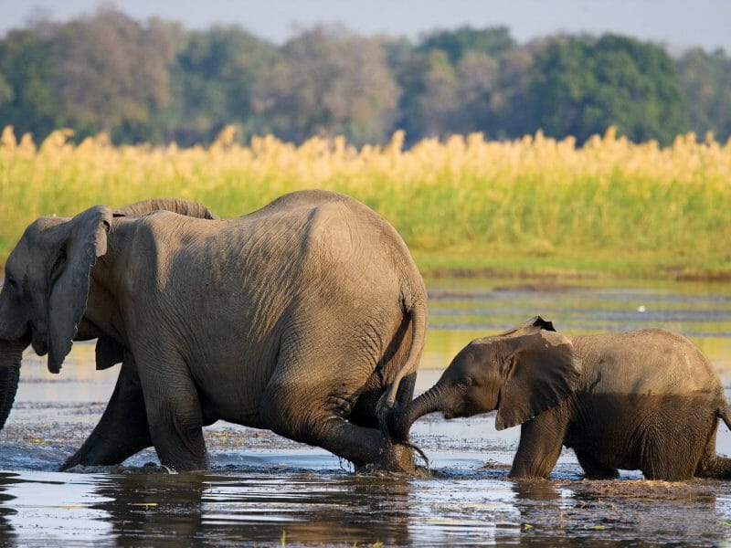 Elephants crossing the river, Lower Zambezi, Zambia