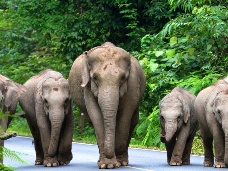 Elephants Doi Suthep National Park Chiang Mai