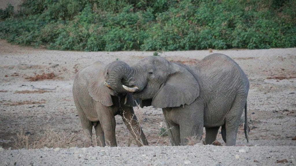 Elephants drinking from Singing Well, Matthews Range, Kenya