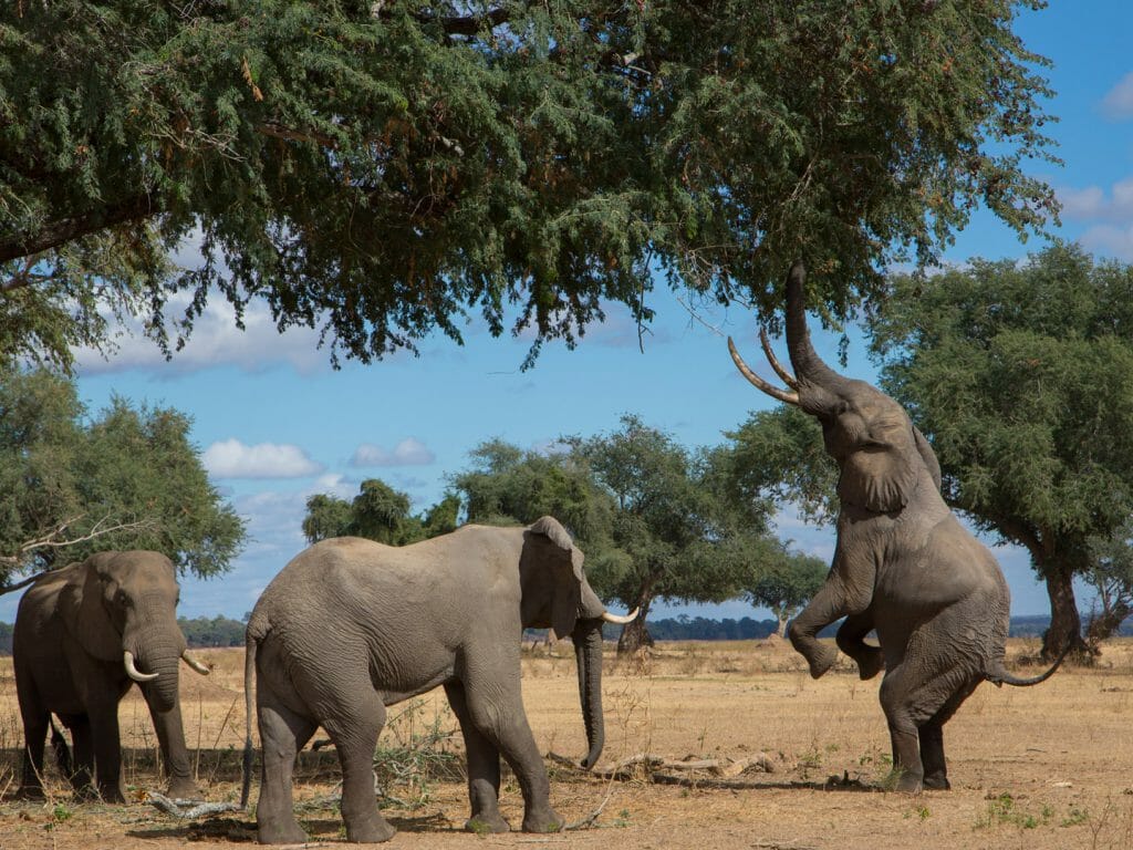 Elephants feeding, Mana Pools, Zimbabwe