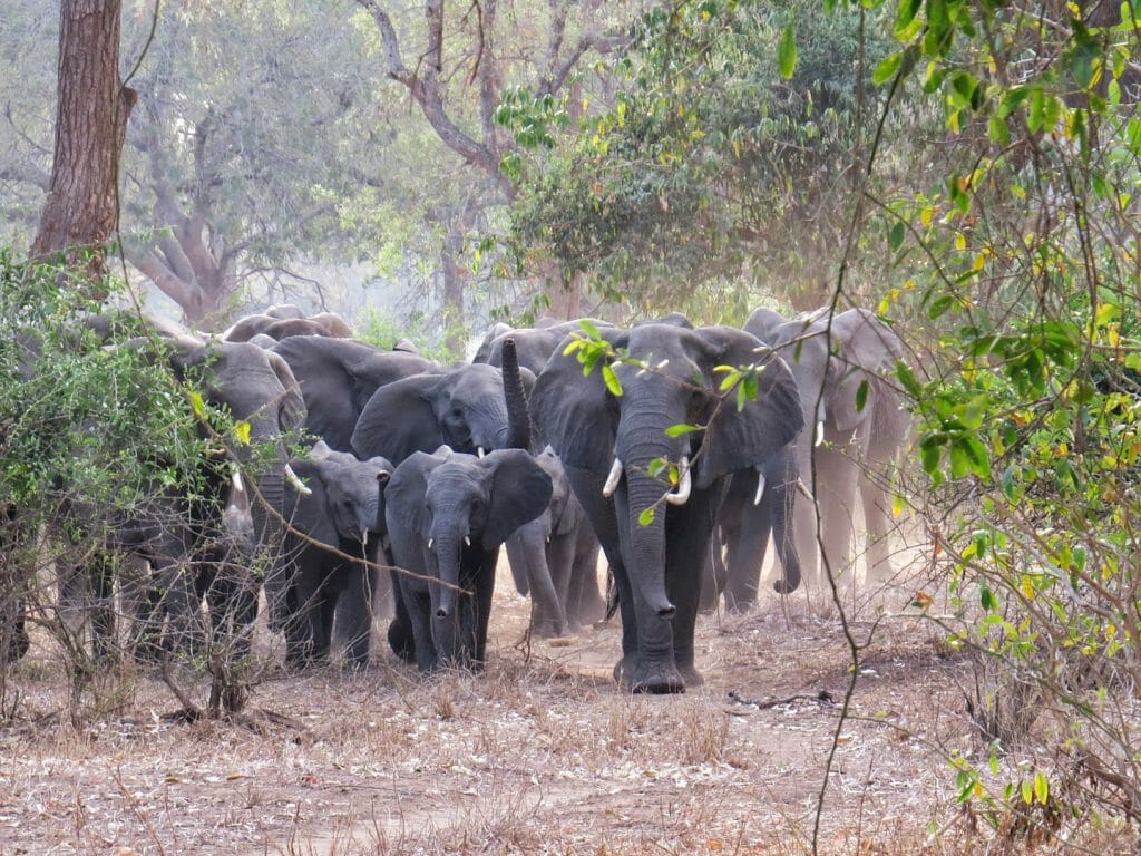 Elephants, Gonarezhou National Park, Zimbabwe