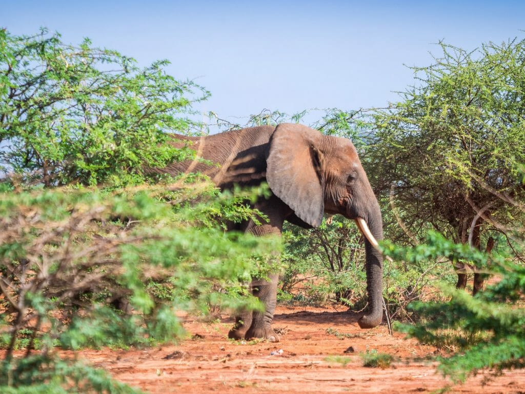Elephants over Jipe Lake, Tsavo West National Park, Kenya