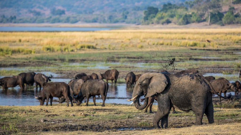Elephants roaming around the Chobe river in the Chobe National Park in Botswana, Africa