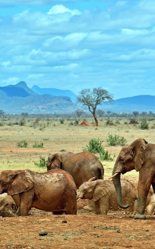 Elephants, Tsavo, Kenya