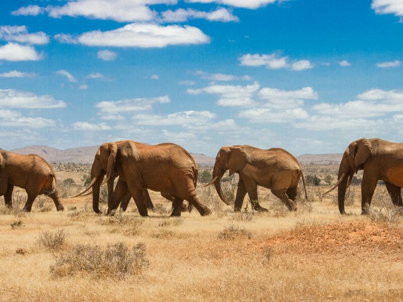elephants, Tsavo national park, kenya Africa