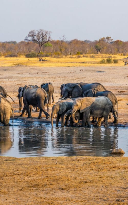 Elephants at waterhole, Hwange, Zimbabwe