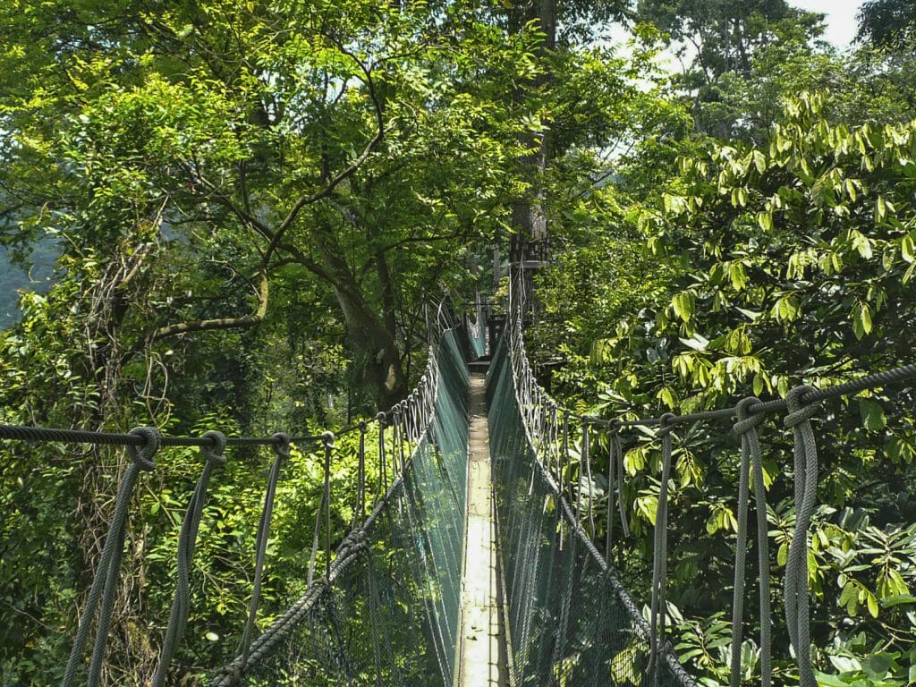 Elevated Walkway, Taman Negara, Malaysia