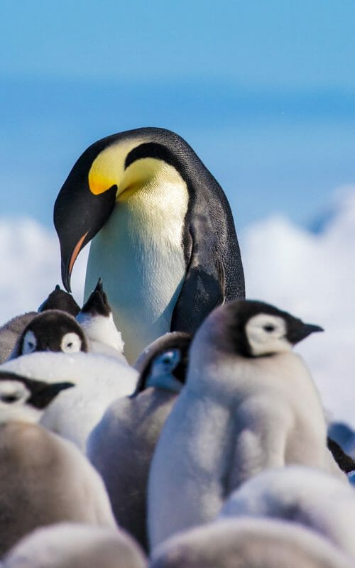 Emperor penguins and their chicks, Antarctica