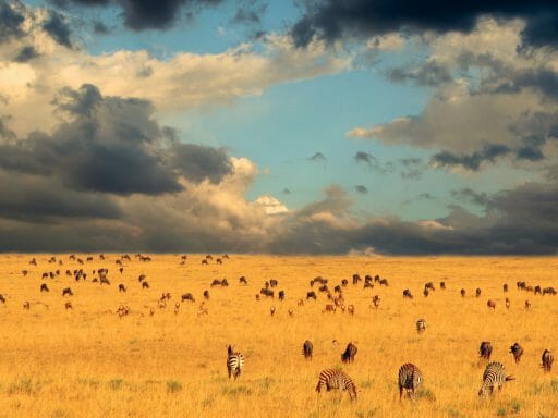 End of the migration, Masai Mara, Kenya