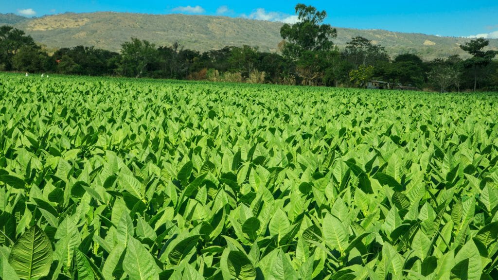 Esteli Tobacco Plantation