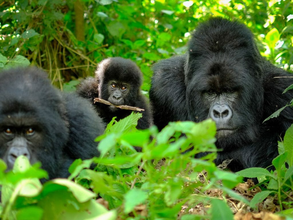 Family of mountain gorillas with a baby gorilla and a silverback, Volcanoes National Park, Rwanda