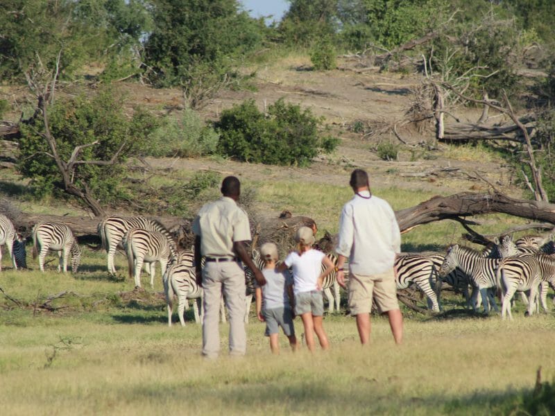 Family safari package, Botswana