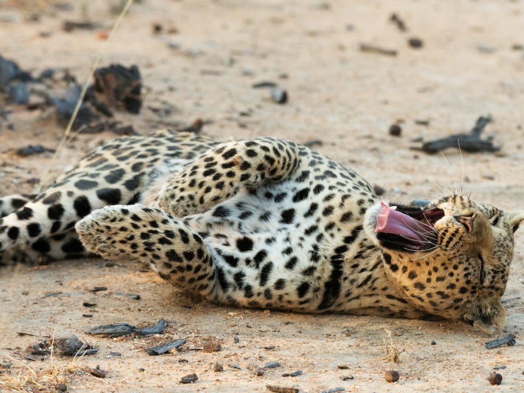 Female leopard resting and yawning in Okonjima Nature Reserve, Namibia