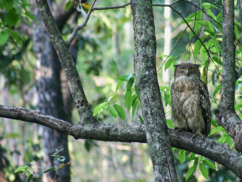 Fishing Owl, Panna National Park, Madhya, Pradesh, India