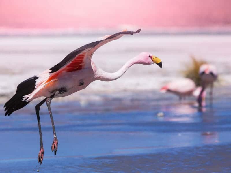 Flamingo, Salar de Uyuni, Bolivia