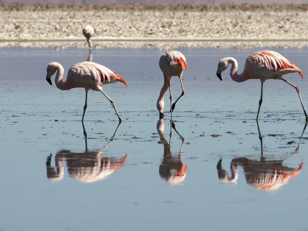 Flamingoes, Atacama Salar, Chile