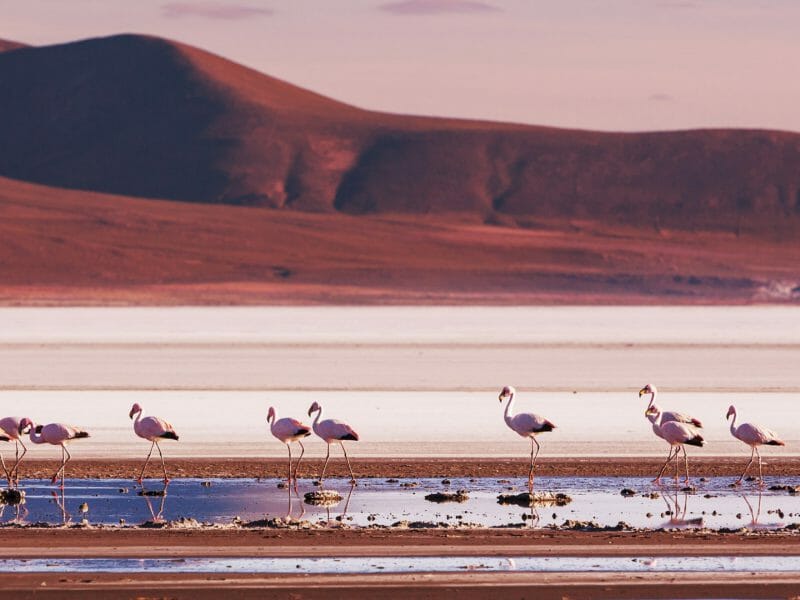 Flamingoes, Salar de Uyuni, Bolivia