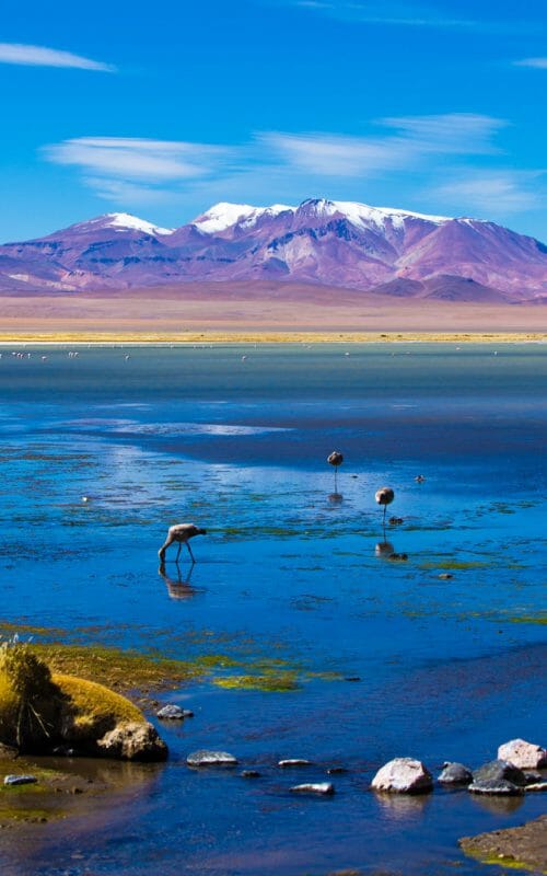 Flamingos, San Pedro de Atacama, Chile