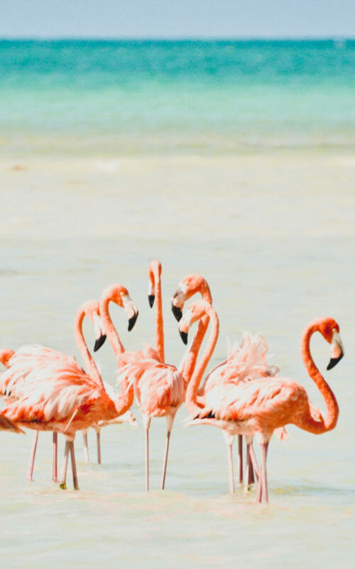 Pink Flamingos, Isla Holbox, Mexico
