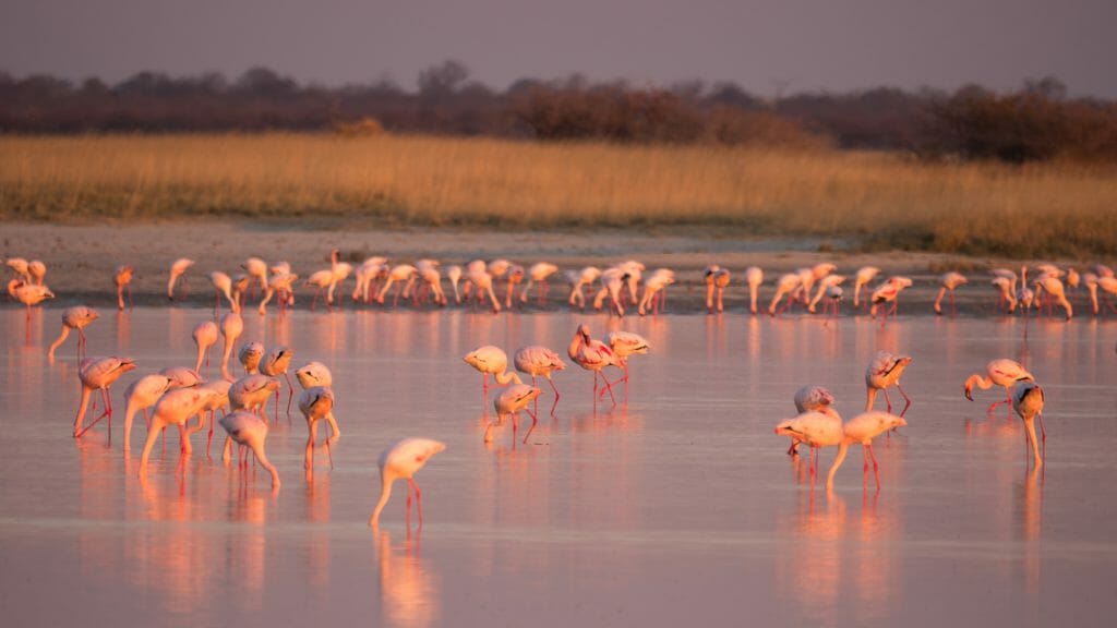 Flamingos, Makgadikgadi Pans, Botswana